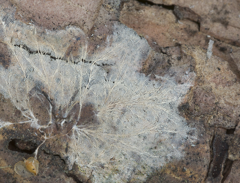 Phlebiella fibrillosa